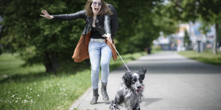 chien tire sur sa laisse